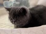 Max - Exotic Kitten For Sale - 