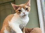 Devon Rex red bicolor - Devon Rex Kitten For Sale - Hollywood&comma; FL&comma; US