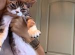 Devon Rex male black tabby - Devon Rex Kitten For Sale - Hollywood&comma; FL&comma; US