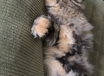 Pancakes - Persian Kitten For Sale - Cypress Gardens&comma; FL&comma; US