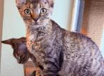 Devon Rex female - Devon Rex Kitten For Sale - Hollywood&comma; FL&comma; US
