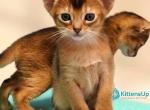 Peppa - Abyssinian Kitten For Sale - Pembroke Pines&comma; FL&comma; US
