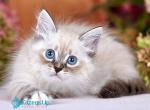 Nexus - Siberian Kitten For Sale - Pembroke Pines&comma; FL&comma; US