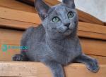 Okinava - Russian Blue Kitten For Sale - Pembroke Pines&comma; FL&comma; US