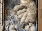 Muffin litter of 7 - Ragdoll Kitten For Sale - Prosperity&comma; SC&comma; US
