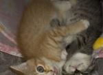 Sunny - Domestic Kitten For Sale - Middle Vlg&comma; NY&comma; US