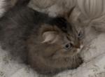 Angel - Minuet Cat For Sale - Claremont&comma; NC&comma; US