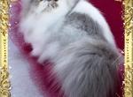 Kingston - Persian Cat For Sale - New Orleans&comma; LA&comma; US