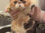 Callie - Exotic Kitten For Sale - New Orleans&comma; LA&comma; US