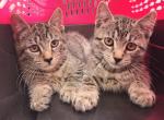 Adorable tabby kittens - Domestic Kitten For Sale - Acton&comma; MA&comma; US