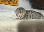 LF2 - Bengal Kitten For Sale - Del City&comma; OK&comma; US