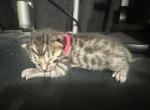 LF5 - Bengal Kitten For Sale - Del City&comma; OK&comma; US