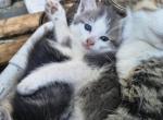 Polydactyls - Polydactyl Kitten For Sale - Forest Park&comma; GA&comma; US