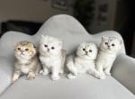 M litter - Scottish Fold Kitten For Sale - 