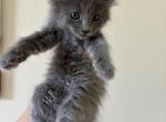 Kia - Nebelung Kitten For Sale - Riverside&comma; CA&comma; US