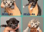 Male and Female quarter siamese - Domestic Kitten For Sale - 