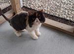 Cfa 1 year calico persian - Persian Kitten For Sale - Woodburn&comma; IN&comma; US