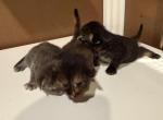 Chanel litter - Maine Coon Kitten For Sale - Wilmington&comma; DE&comma; US