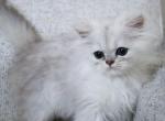Liam - Persian Kitten For Sale - Boiling Springs&comma; PA&comma; US