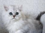 Luka - Persian Kitten For Sale - Boiling Springs&comma; PA&comma; US