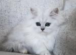 Lila - Persian Kitten For Sale - 