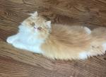 Scarlet - Minuet Kitten For Sale - Claremont&comma; NC&comma; US