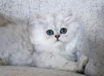 Lyric - Persian Kitten For Sale - Boiling Springs&comma; PA&comma; US