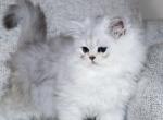 Sawyer - Persian Kitten For Sale