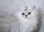 Spencer - Persian Kitten For Sale - 