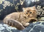 Atlas - Ragdoll Kitten For Sale - Ozark&comma; MO&comma; US