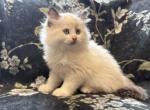 Ollie - Ragdoll Kitten For Sale - Ozark&comma; MO&comma; US