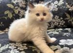 Ollie - Ragdoll Kitten For Sale - Ozark&comma; MO&comma; US