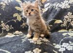 Fern - Ragdoll Kitten For Sale - Ozark&comma; MO&comma; US