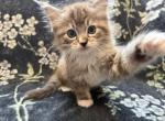 Fern - Ragdoll Kitten For Sale - Ozark&comma; MO&comma; US