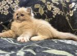 Indie - Ragdoll Kitten For Sale - Ozark&comma; MO&comma; US