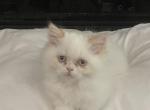 Reba - Minuet Kitten For Sale - Claremont&comma; NC&comma; US