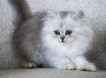 Apollo - Persian Kitten For Sale - Boiling Springs&comma; PA&comma; US