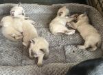 WHISKERS SEPT 26 - Siamese Kitten For Sale - 