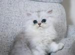 Arlo - Persian Kitten For Sale - Boiling Springs&comma; PA&comma; US