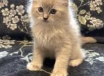 Nala - Ragdoll Kitten For Sale - Ozark&comma; MO&comma; US