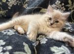 Nala - Ragdoll Kitten For Sale - Ozark&comma; MO&comma; US