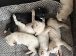 SIAMESE MANX - Manx Kitten For Sale - Bryan&comma; TX&comma; US