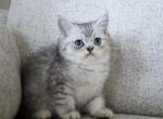 Ace - Exotic Kitten For Sale - Boiling Springs&comma; PA&comma; US
