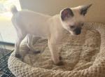 BANDIT BOY MANX JUNE 26 - Siamese Kitten For Sale - 