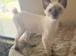 BANDIT BOY SIAMESE MANX JUNE 26 - Manx Kitten For Sale - 