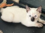GIRL MANX JULY 26 - Manx Kitten For Sale - Bryan&comma; TX&comma; US