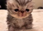 Tortoiseshell - Persian Kitten For Sale - Stilwell&comma; OK&comma; US