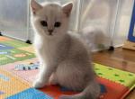 Tasia - British Shorthair Kitten For Sale - Brooklyn&comma; NY&comma; US