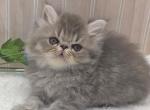 Blue Boy Ozark Missouri - Persian Kitten For Sale - 