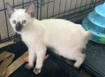 GIRL SIAMESE JULY 26 - Siamese Kitten For Sale - Bryan&comma; TX&comma; US